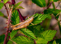 Elegant straw grasshopper