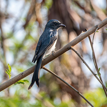 White bellied drongo