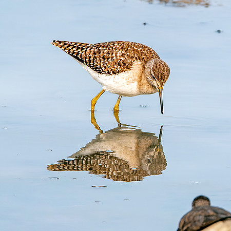 Wood sandpiper