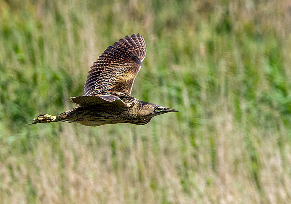 Great bittern