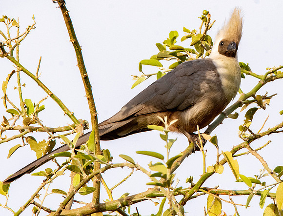 Abyssinian brown-faced go-away-bird