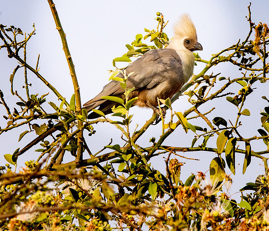 Abyssinian brown-faced go-away-bird