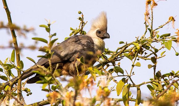 Abyssinian brown-faced go-away-bird