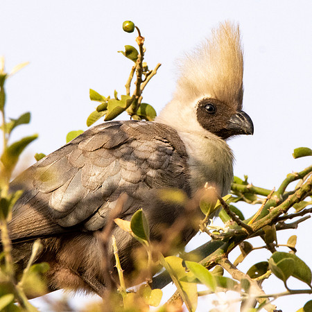 Abyssinian brown-faced go-away-bird