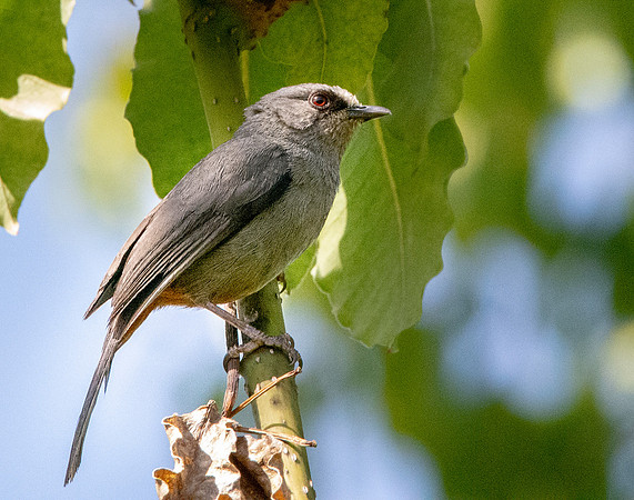 Abyssinian catbird