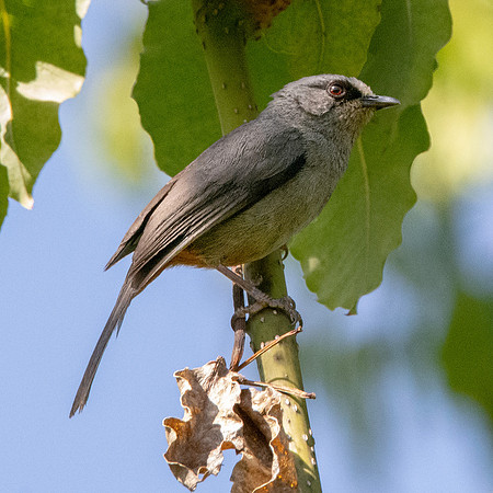 Abyssinian catbird