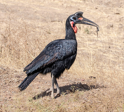 Abyssinian ground hornbill