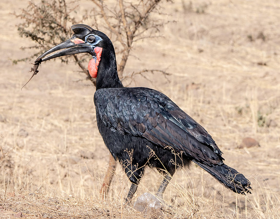 Abyssinian ground hornbill