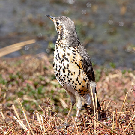 Abyssinian groundscraper thrush