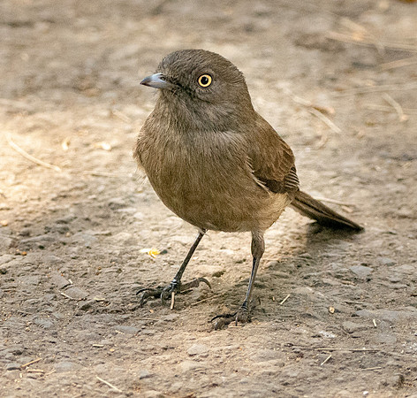 Abyssinian slaty grey flycatcher