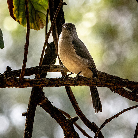 Abyssinian slaty grey flycatcher