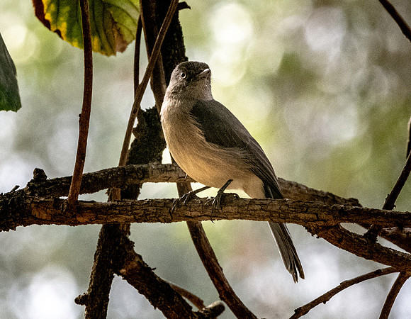 Abyssinian slaty grey flycatcher