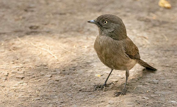 Abyssinian slaty grey flycatcher