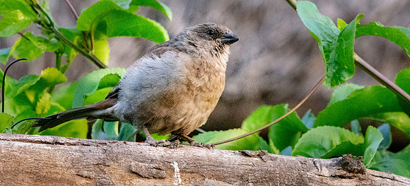 Abyssinian slaty grey flycatcher