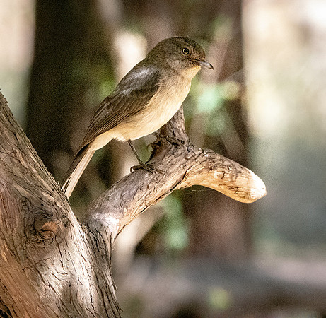 Abyssinian slaty grey flycatcher