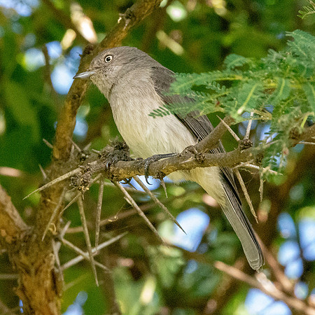 Abyssinian slaty grey flycatcher