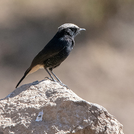 Abyssinian wheatear