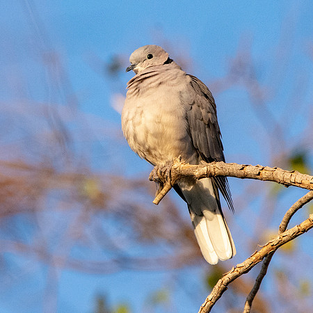 African collared dove