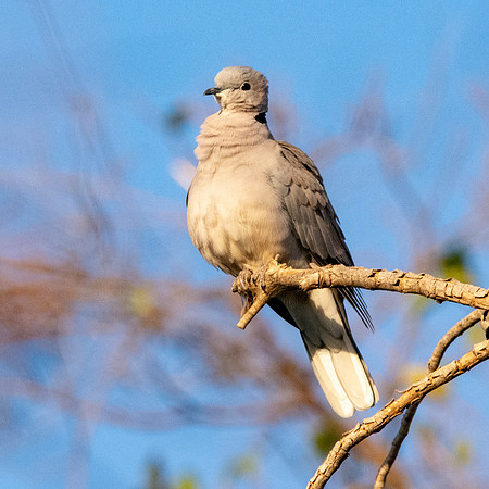 African collared dove