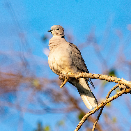African collared dove