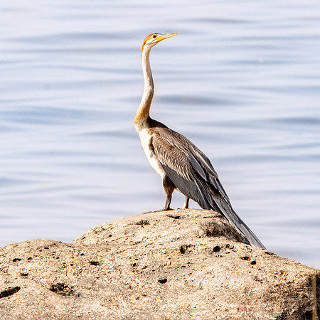 African darter