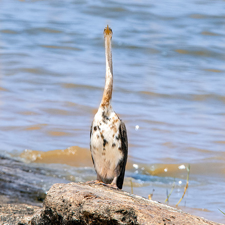 African darter
