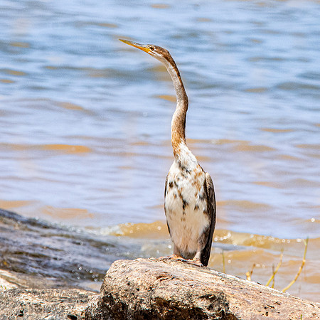 African darter