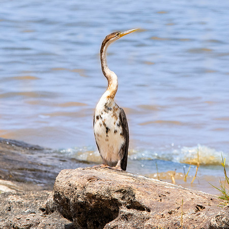 African darter