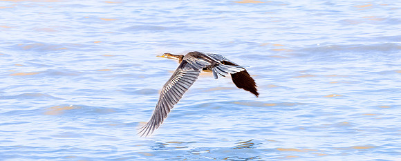 African darter