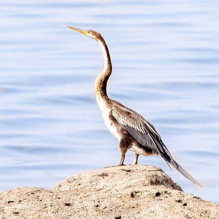 African darter