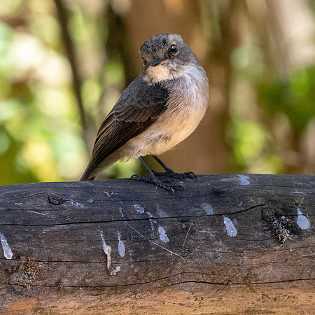 African dusky flycatcher