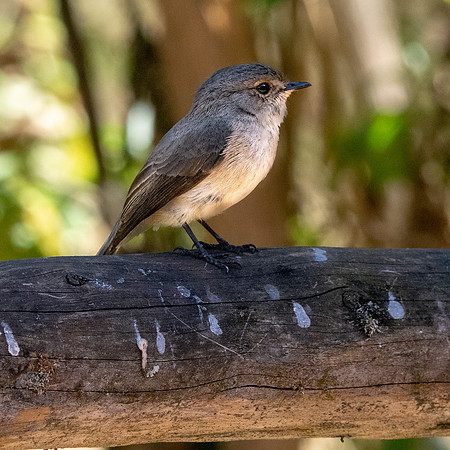 African dusky flycatcher