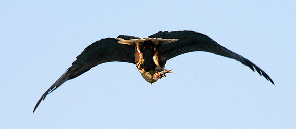 African Fish Eagle