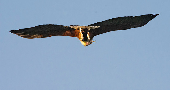 African Fish Eagle