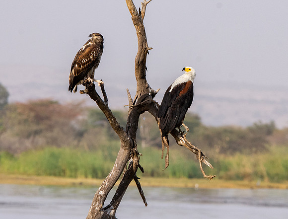 African Fish Eagle