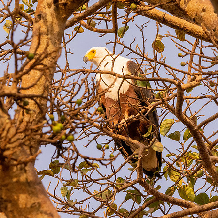 African Fish Eagle