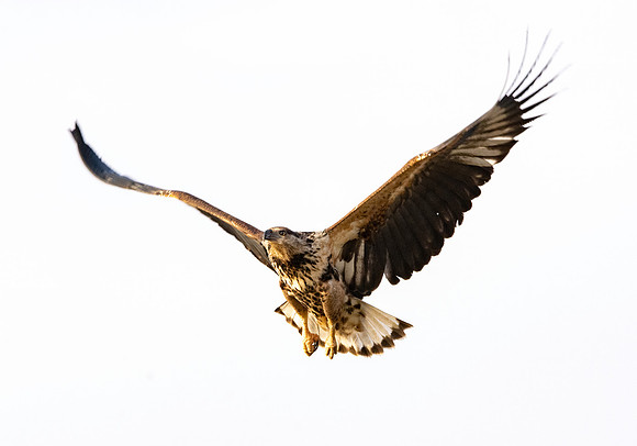 African Fish Eagle