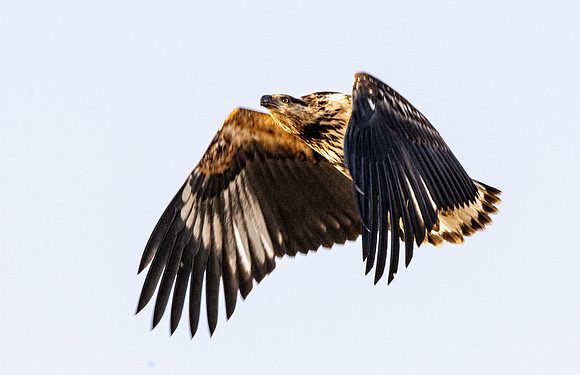 African Fish Eagle