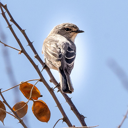 African grey flycatcher