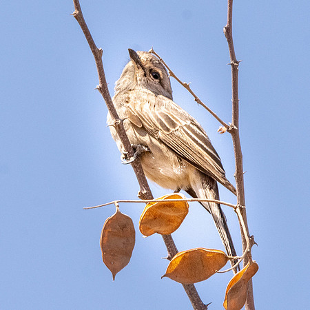 African grey flycatcher