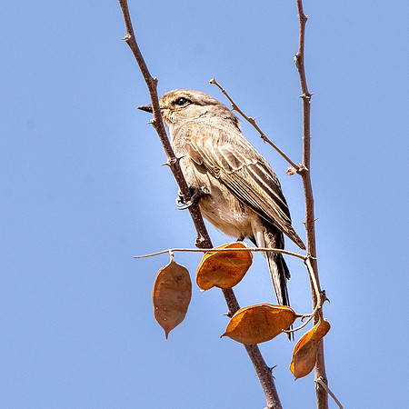 African grey flycatcher