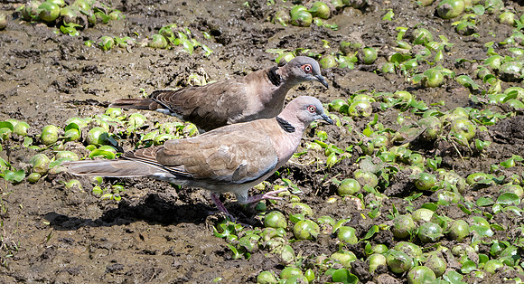 African mourning dove