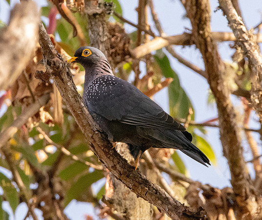African olive pigeon