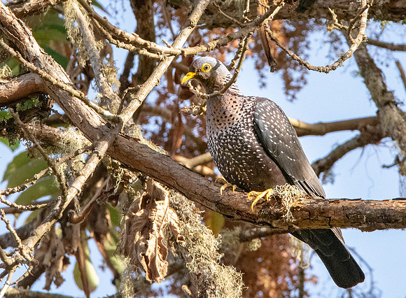 African olive pigeon