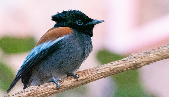African paradise flycatcher