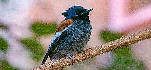 African paradise flycatcher