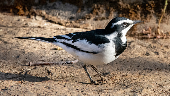 African Pied Wagtail