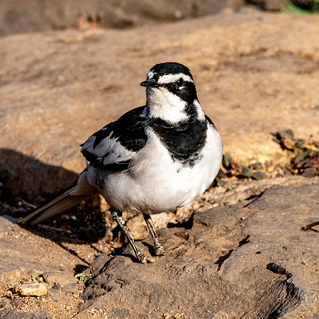 African Pied Wagtail