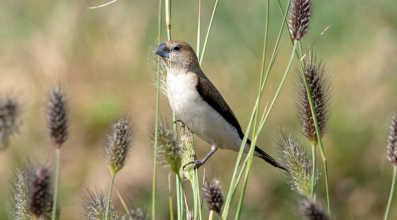 African silverbill
