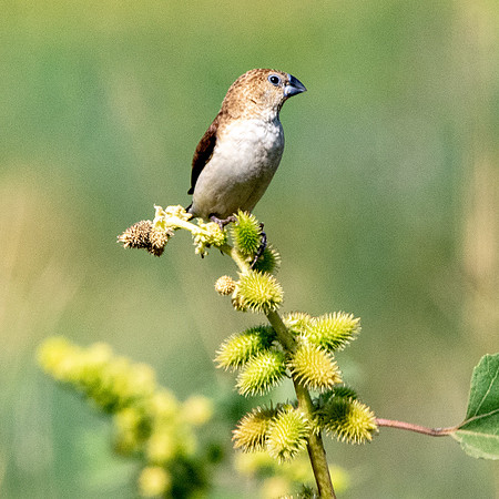 African silverbill
